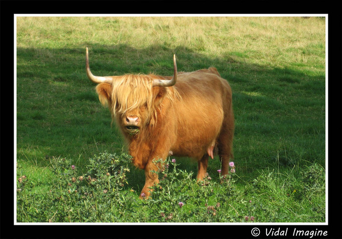 Scotland_cow