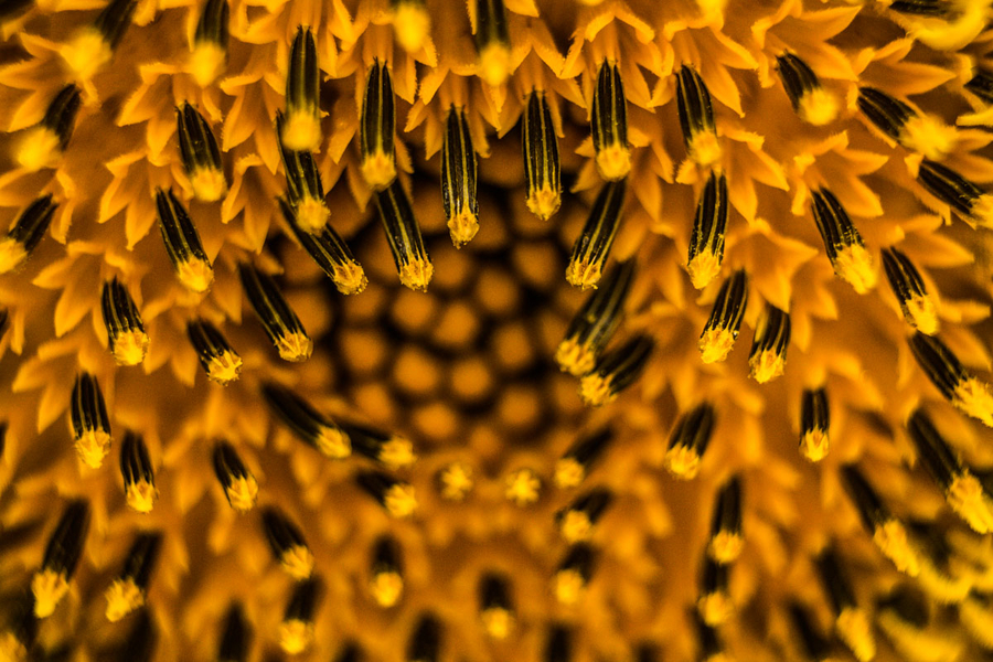 Girasol