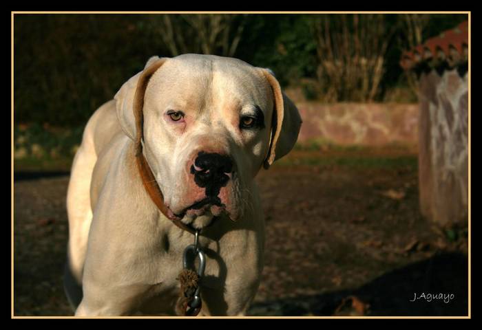 Tyson