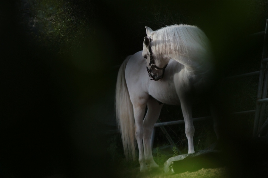 Cabalo blanco