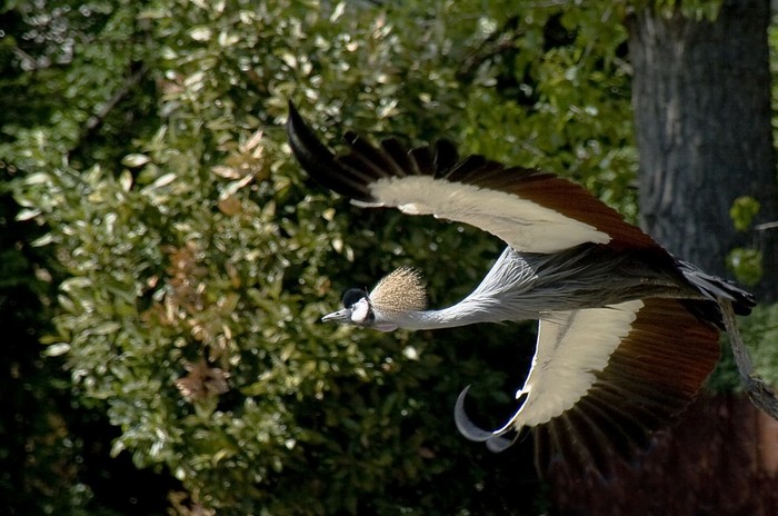 Aves