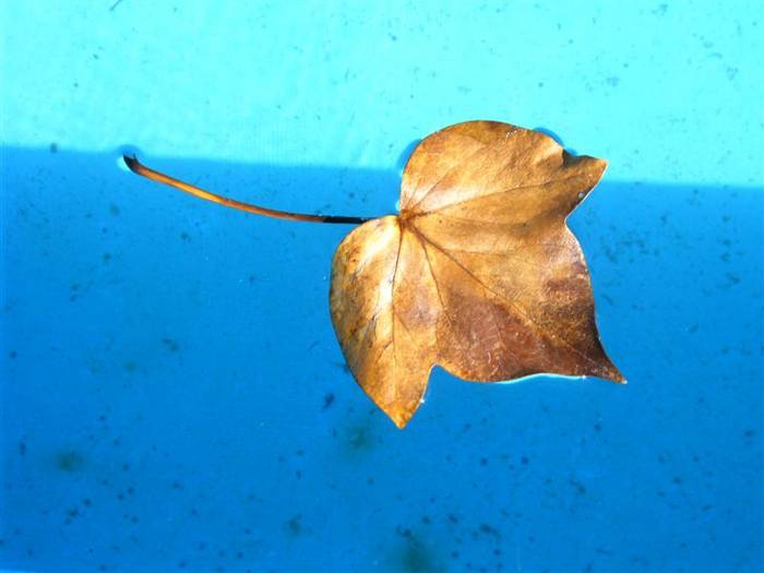 Hoja en piscina