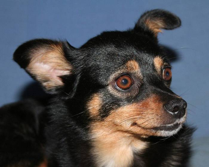Perrita Rumba