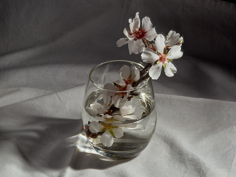 bodegon_Flor_de_Almendro4