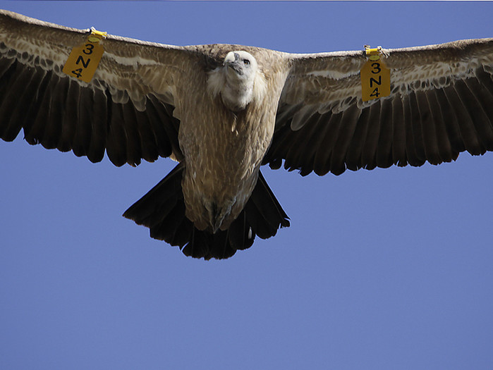 boltons_en_alcoi_181_copia