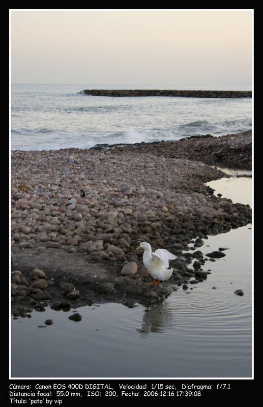 pato