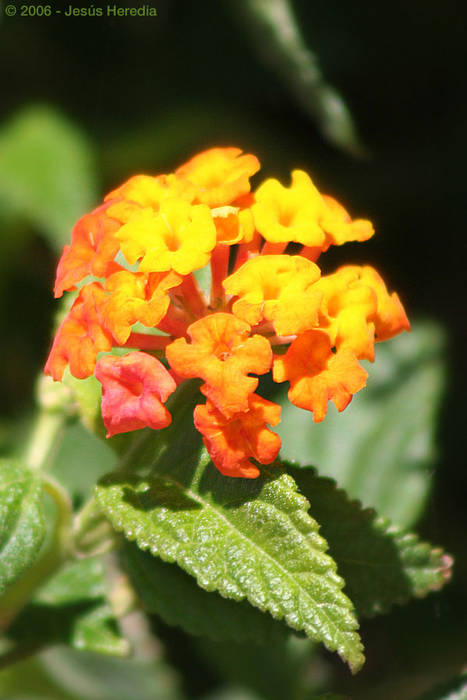 20.- Jardin