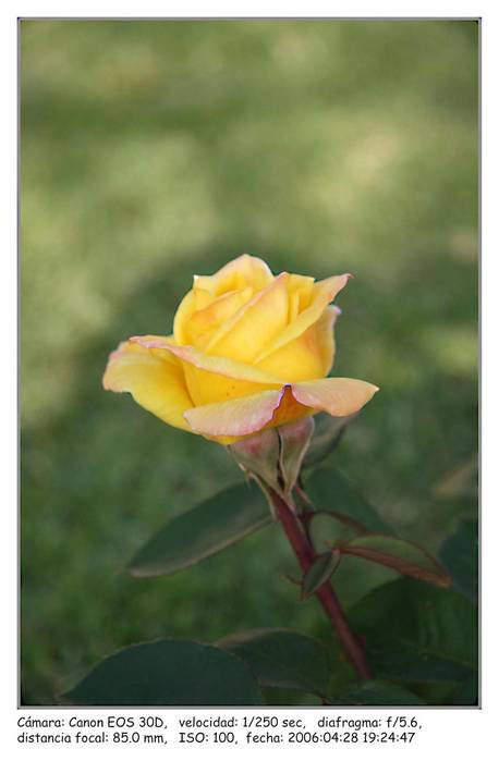 rosa-rosae