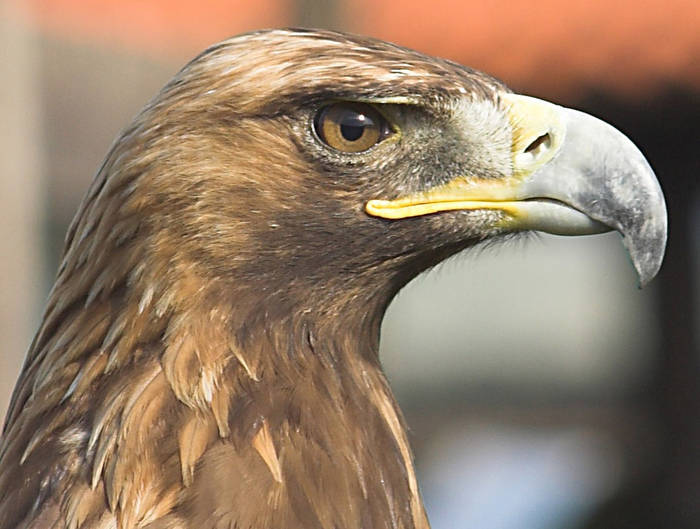 Aguilar Real - Cabarceno