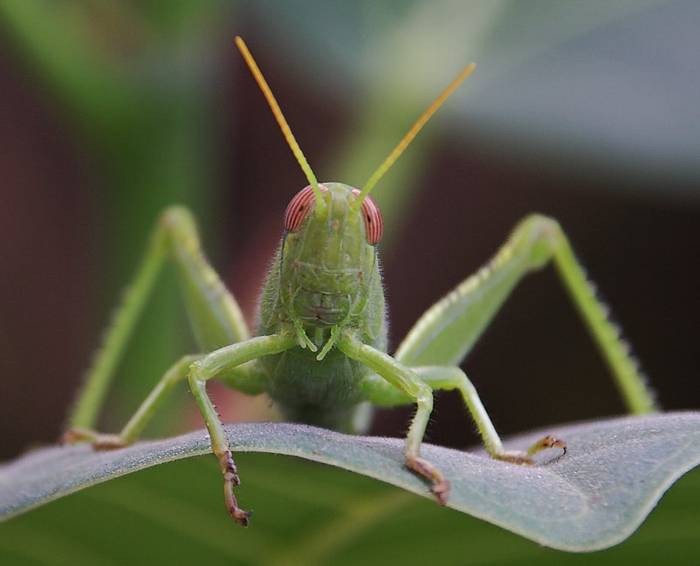 Retrato de un saltamontes (detalle)