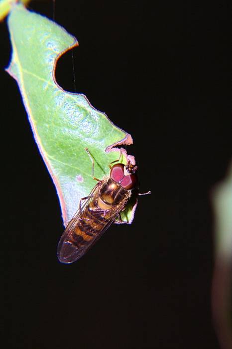 Cernidora con lente 4x