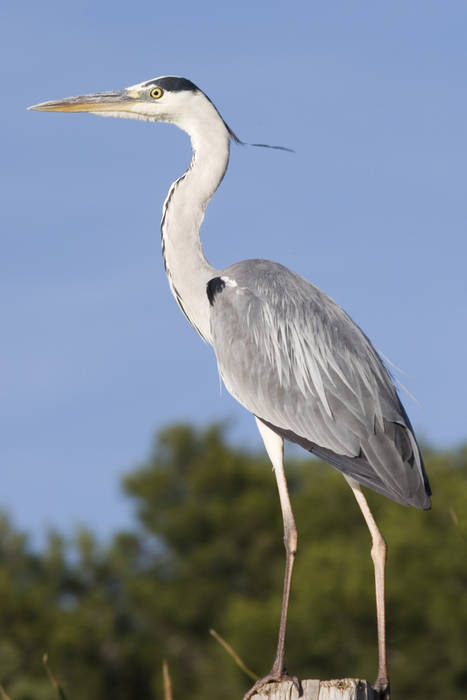 Albufera 2