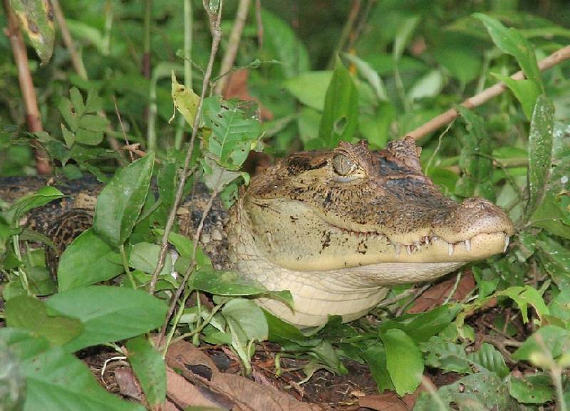 Caiman