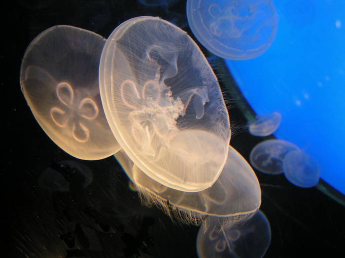 medusas