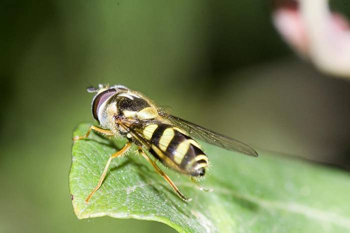 Cernidora