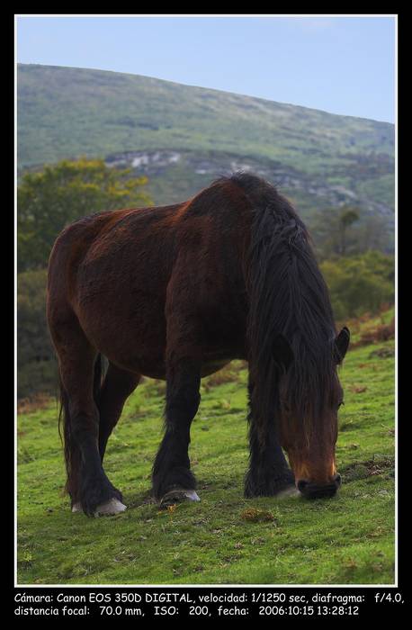 Caballo en Irati