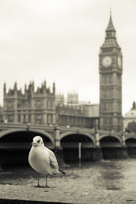 Fauna Londinense (II)