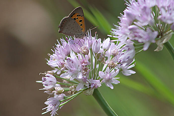 mariposa