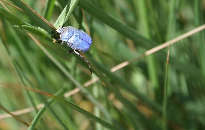 bicho azul