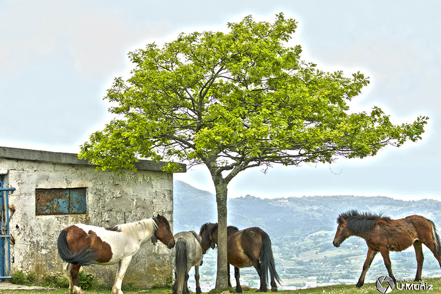 Caballos en libertad