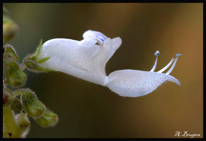 flor_incienso_macro_coregida_800x600_