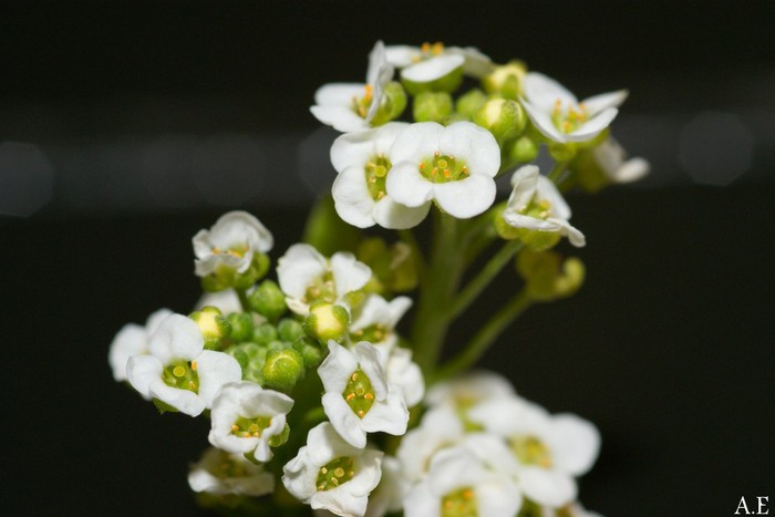 flores_miniatura