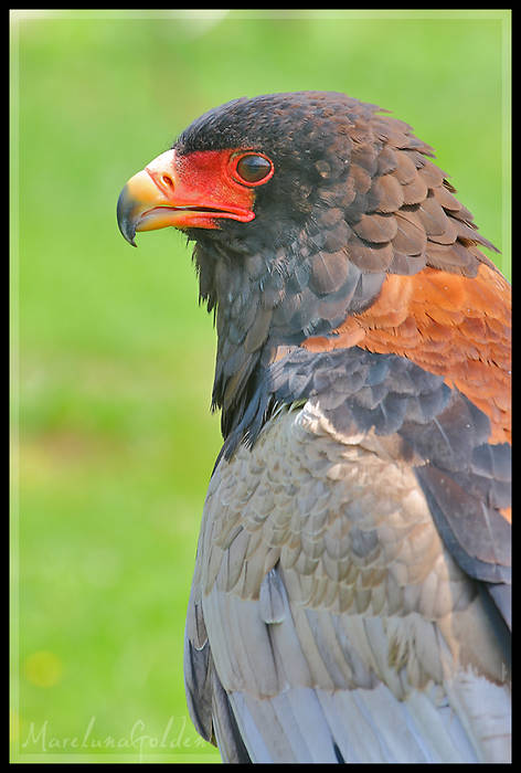 guila-Bateleur