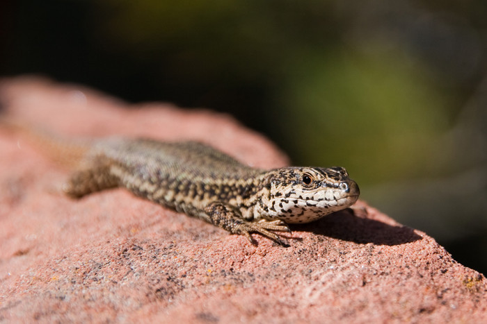 Lagarto tomando el sol