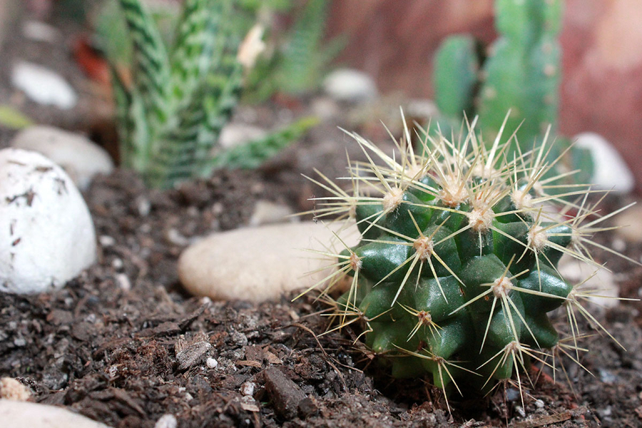 cactus