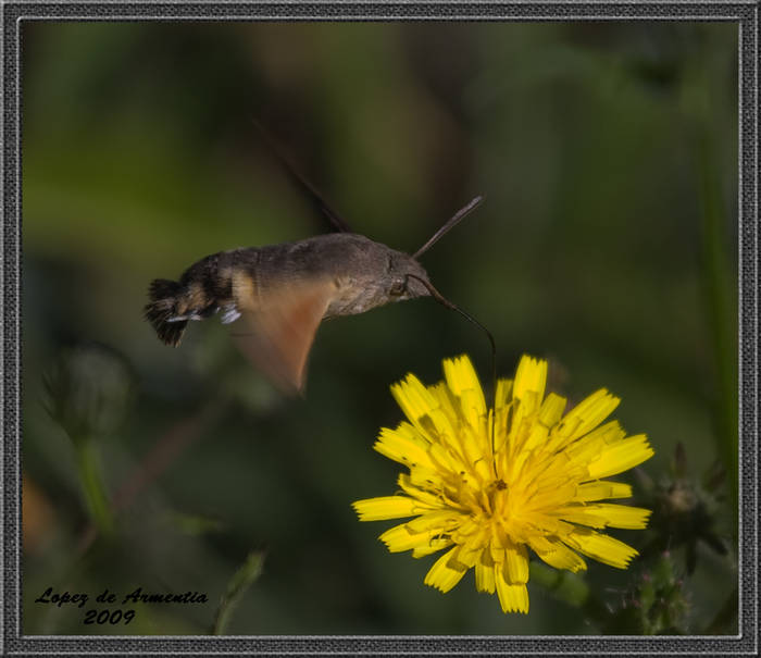 Mariposa colibri