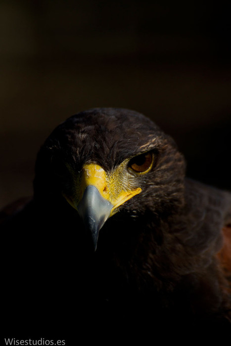 Animales en estado puro