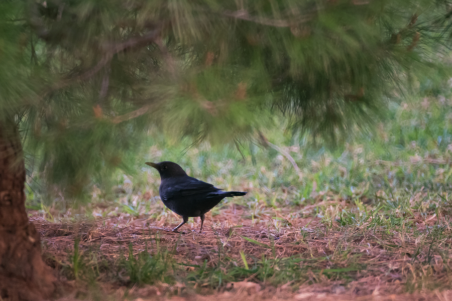 tamron SP350 f5.6