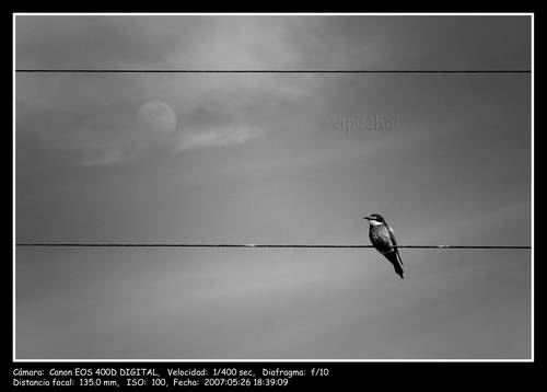 pajarito_b_n