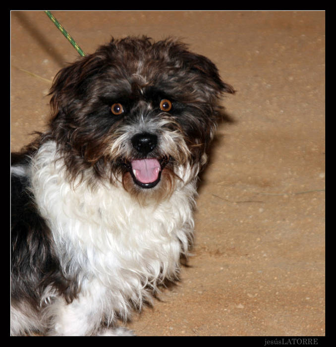perro51