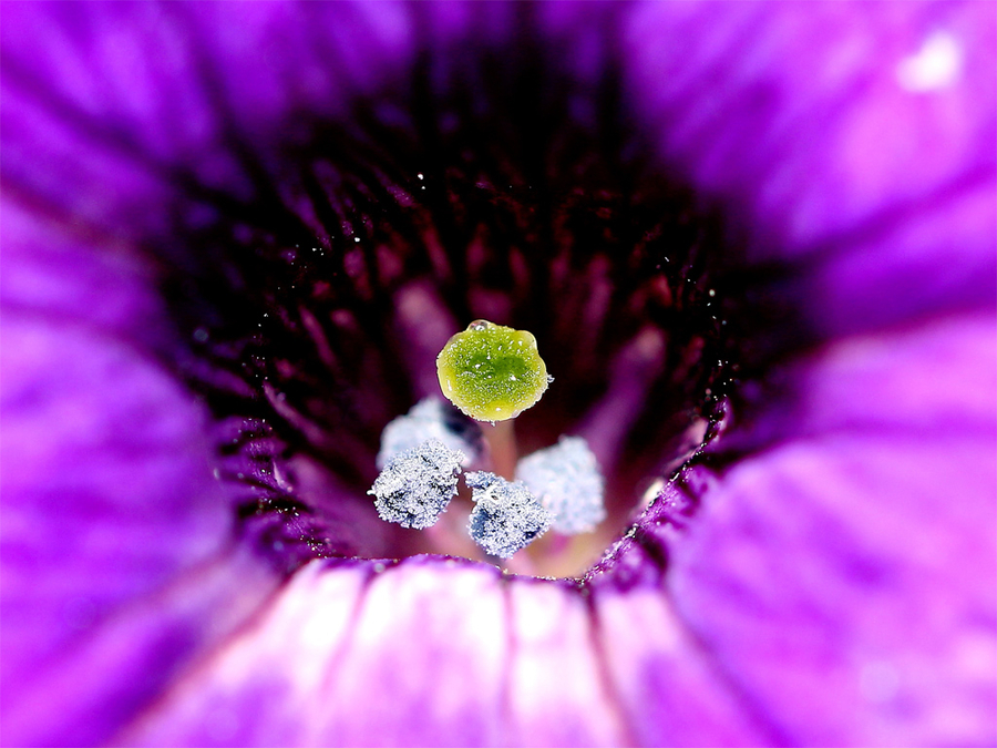 puli_macro_opt