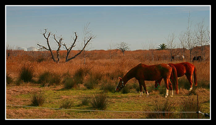 caballos en libertad?