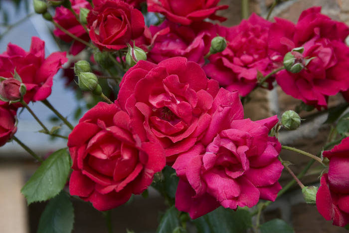 Rosal_raw