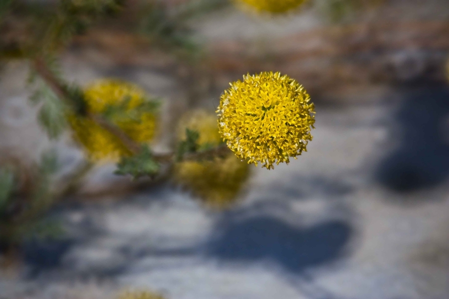 flor