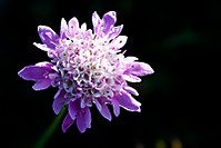 flor lila -111.jpg