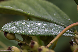 08092013-_P5A0227.JPG