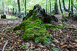 15102013-_P5A0541.JPG