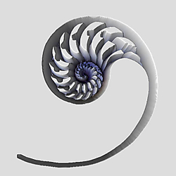 1EFseccion_de_nautilus987_copia.jpg