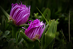 1_FlorDi_769_aGris.jpg