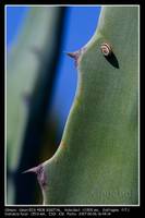 2007_6_6-Canet-caracol_espinado_2.jpg