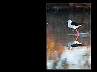 20090418_Delta_de_l_Ebre_031.jpg