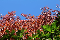 20111031QDDPECANORARRATE0115_Medium_1.JPG
