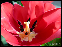 2011_02_10_Tulipanes_0461.JPG