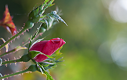 2011_10_31_9999_65.jpg