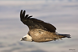 2013-10-29-leonados-034-cs5-web.jpg