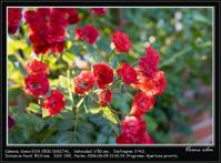 24ffefbe09760a65bcf5c415b77f719c.jpg